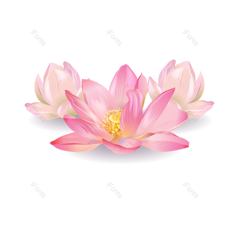 夏天图片,花卉元素,花朵PNG,鲜花免抠素材